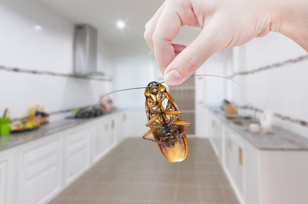 Cockroaches – They’re Not Just Found in Dirty Kitchens - One Man and a Lady Bug - Pest Control Experts Calgary