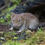 Pesky Voles – Why We Get Them and How To Control Them - One Man and a Lady bug - Pest Control Calgary