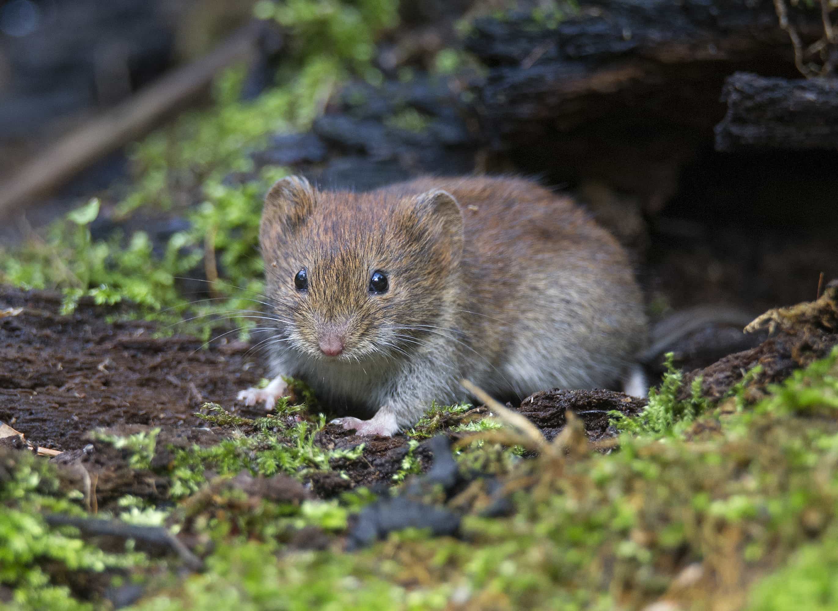 Pesky Voles – Why We Get Them and How To Control Them - One Man and a Lady bug - Pest Control Calgary