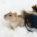 Winter Rodent Issues - One Man and a Lady bug - Pest Control Calgary