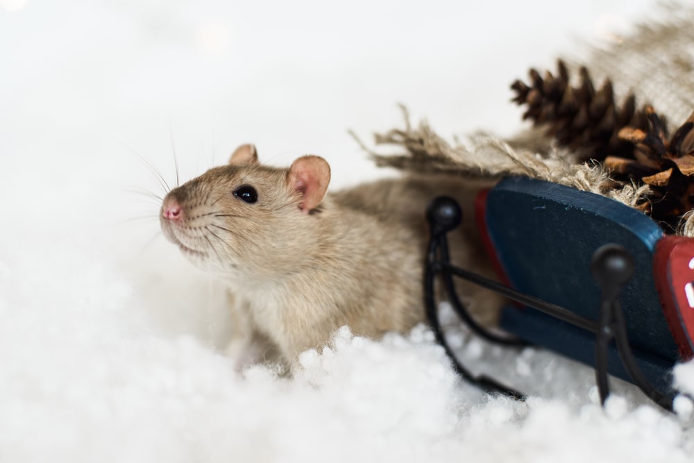 Winter Rodent Issues - One Man and a Lady bug - Pest Control Calgary