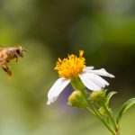 Bees and Other Spring Insects - One Man and a Lady Bug - Pest Control Calgary