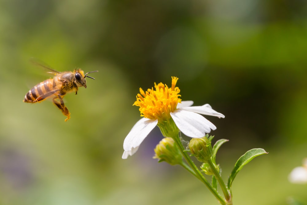 Bees and Other Spring Insects - One Man and a Lady Bug - Pest Control Calgary