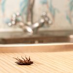 Top 5 Pests Found Indoors - One Man and a Lady Bug - Calgary Pest Control Experts