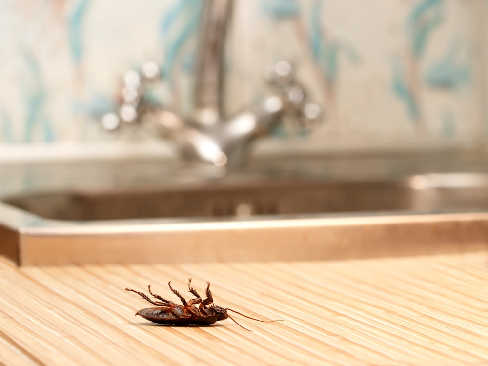 Top 5 Pests Found Indoors - One Man and a Lady Bug - Calgary Pest Control Experts