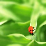 Lily Beetles – What You Should Know Before Gardening Season - One Man and a Lady Bug - Pest Control Calgary