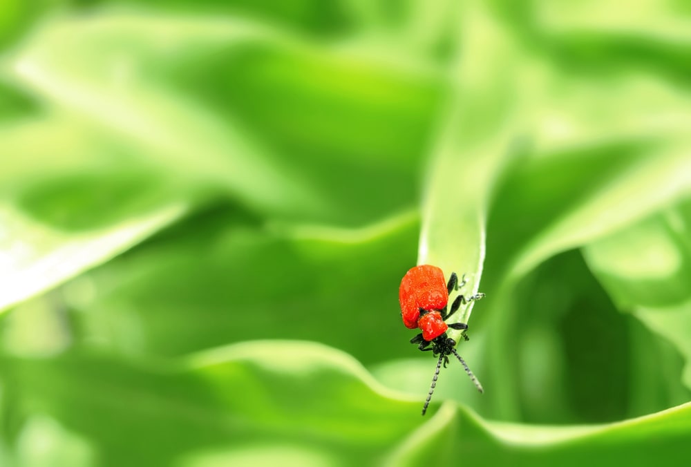 Lily Beetles – What You Should Know Before Gardening Season - One Man and a Lady Bug - Pest Control Calgary