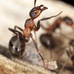 Ant Problems and How To Solve Them - One Man and a Lady Bug - Pest Control Calgary