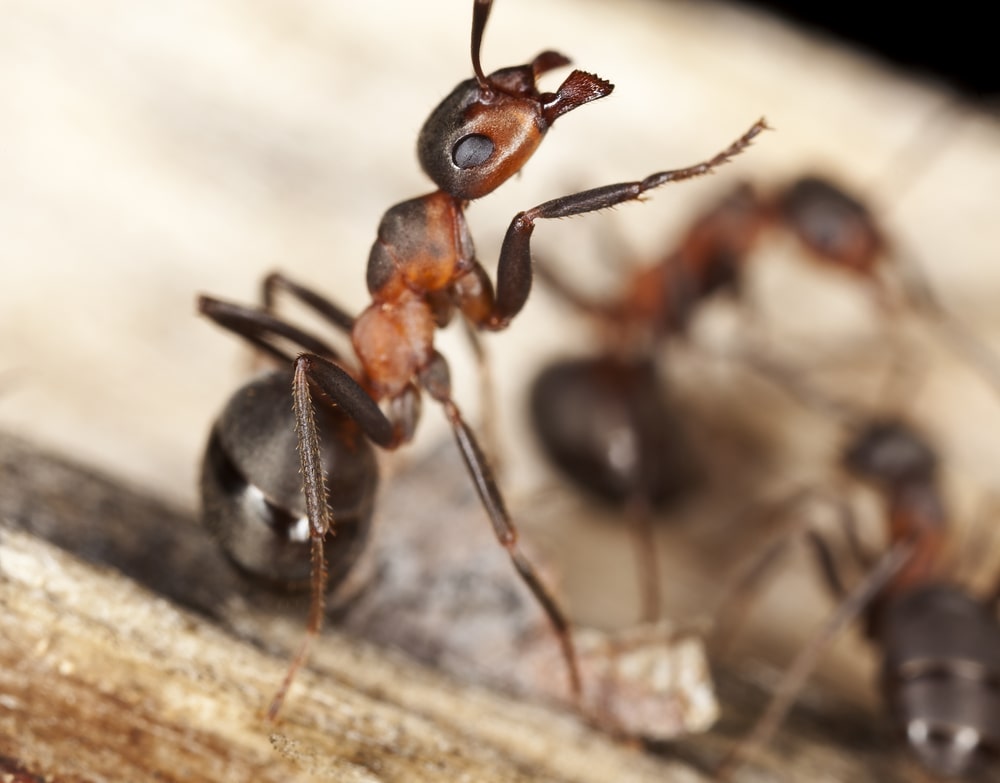 Ant Problems and How To Solve Them - One Man and a Lady Bug - Pest Control Calgary