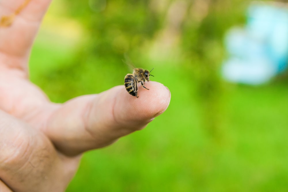 More Natural Hacks For a Bug-Free Summer - One Man and a Lady Bug - Pest Control Calgary