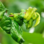 Keeping your trees bug free - One Man and a Lady Bug - Pest Control Calgary