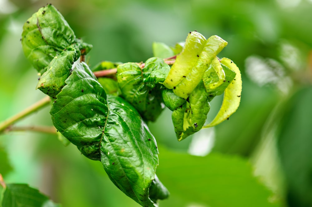 Keeping your trees bug free - One Man and a Lady Bug - Pest Control Calgary