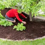 The Three Easiest Ways to Care for Your Trees - One Man and a Lady bug - Pest Control Calgary