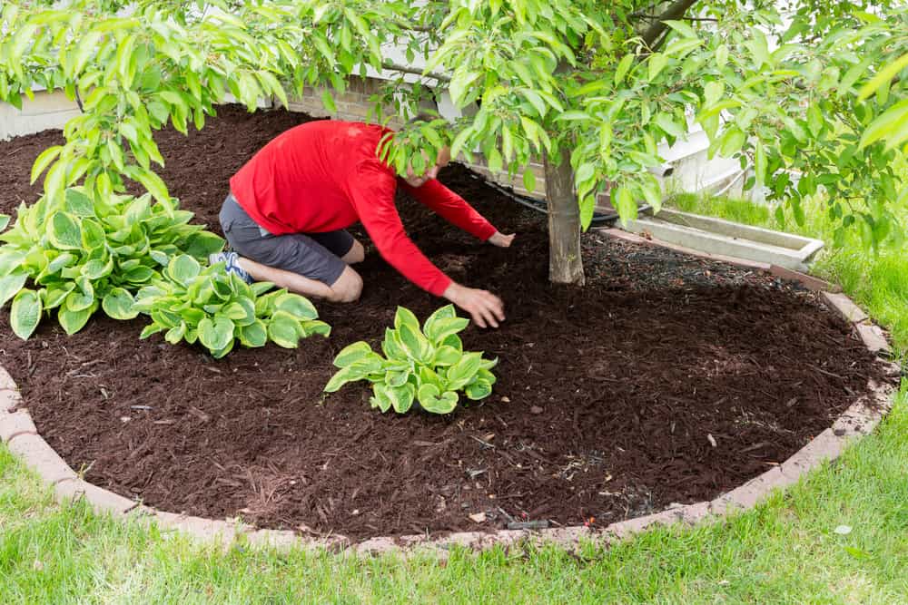 The Three Easiest Ways to Care for Your Trees - One Man and a Lady bug - Pest Control Calgary