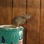 Keeping the Mouse out of the House - One Man and a Lady Bug - Pest Control Calgary