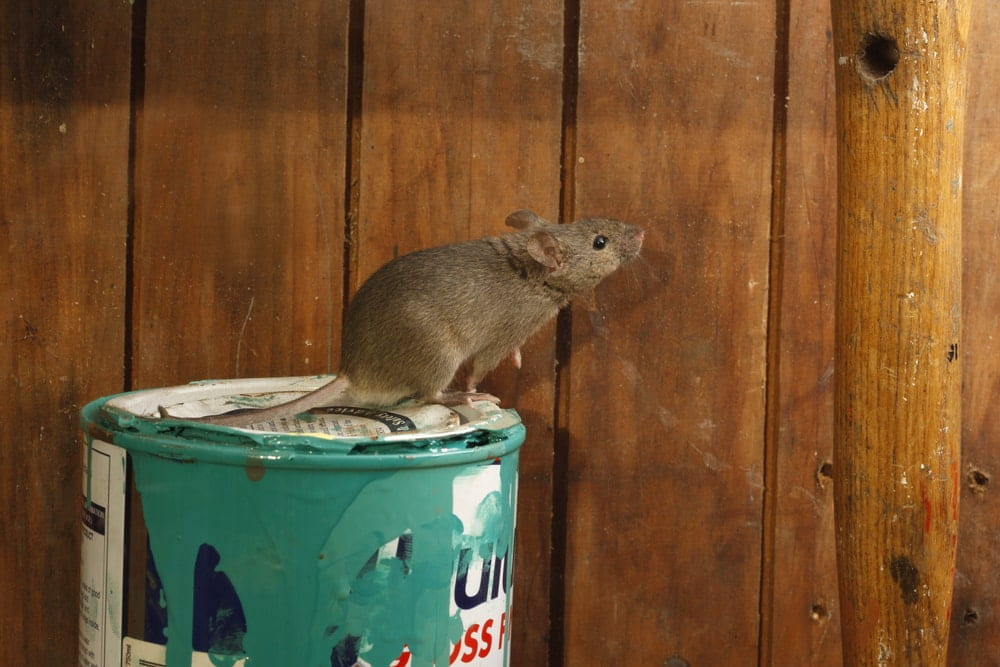 Keeping the Mouse out of the House - One Man and a Lady Bug - Pest Control Calgary