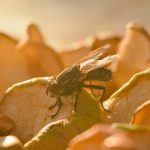 Shoo Fly, Don’t Bother Me - One Man and a Lady Bug - Pest Control Calgary