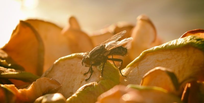 Shoo Fly, Don’t Bother Me - One Man and a Lady Bug - Pest Control Calgary