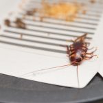 Everything You Need to Know About Cockroaches - One Man and a Lady Bug - Pest Control Calgary