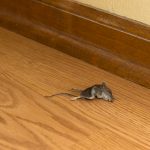 Safely Handling Dead Vermin - One Man and a Lady Bug - Pest Control Calgary