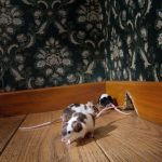 Three Common Places Mice Hide - One Man and a Lady Bug - Pest Control Calgary