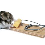 Three tips for making your home a No Mouse Zone - One Man and a Lady Bug - Pest Control Experts Calgary