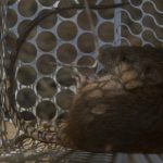 How Does Alberta Keep Rats Out? - One Man and a Lady Bug - Pest Control Calgary