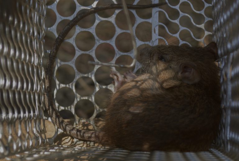 How Does Alberta Keep Rats Out? Pest Control Calgary