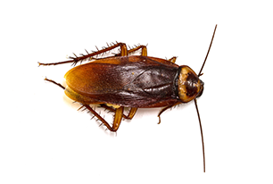 Roach
