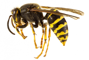 Wasp