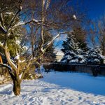 Warmer Winters Are Bad News for Trees - One Man and a Lady Bug - Calgary Pest Control