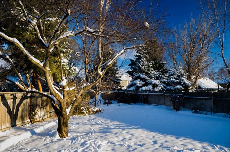 Warmer Winters Are Bad News for Trees - One Man and a Lady Bug - Calgary Pest Control