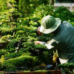 Three Ways to Help Your Trees Stay Healthy - One Man and a Lady Bug - Pest Control Calgary