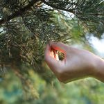 Is Your Tree Under Attack? - One Man and a Lady Bug - Pest Control in Calgary