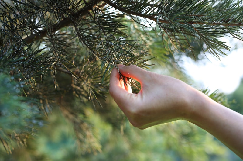 Is Your Tree Under Attack? - One Man and a Lady Bug - Pest Control in Calgary