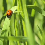 Insects That Are Actually Good for Your Garden - One Man and a Lady Bug - Pest Control in Calgary
