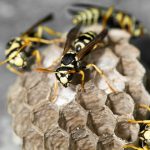 A World Without the Wasp - One Man and a Lady Bug - Pest Control Calgary