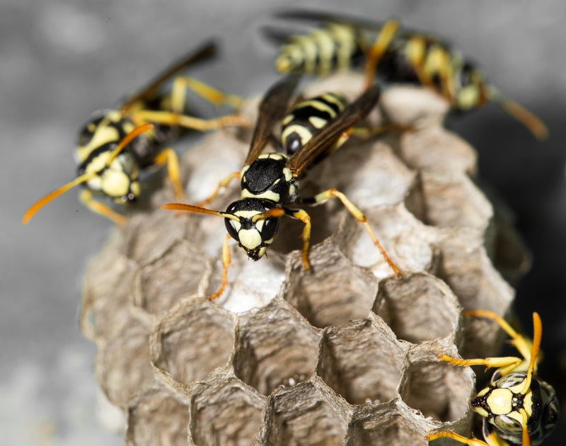 A World Without the Wasp - One Man and a Lady Bug - Pest Control Calgary