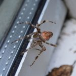 Spiders and How to Get Rid of Them - One Man and a Lady Bug - Pest Control Calgary