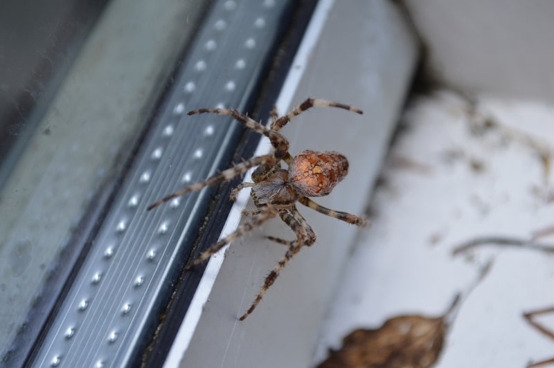 Spiders and How to Get Rid of Them - One Man and a Lady Bug - Pest Control Calgary