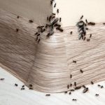 Ants in the Pantry - One Man and a Lady Bug - Pest Control Calgary