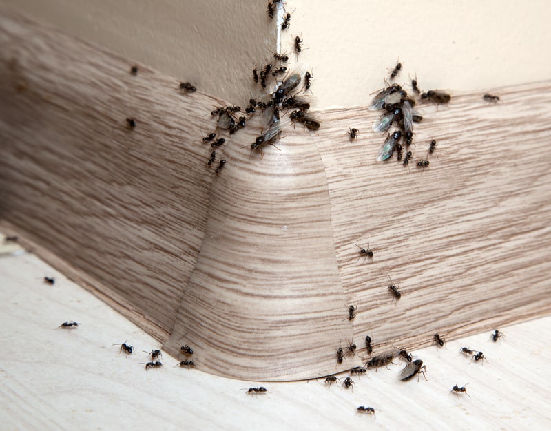 Ants in the Pantry - One Man and a Lady Bug - Pest Control Calgary