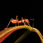 Help! Ants Are Taking Over My House! - One Man and a Lady Bug - Pest Control Calgary