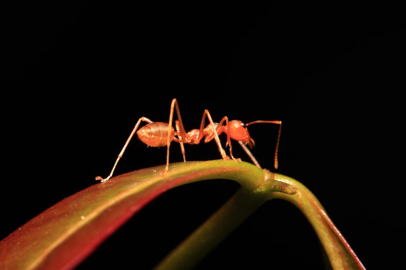 Help! Ants Are Taking Over My House! - One Man and a Lady Bug - Pest Control Calgary