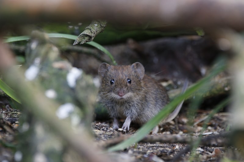 Winter is Coming! Is your House Mouse Proof? - One Man and a Lady Bug - Pest Control Calgary