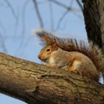Think Squirrels are Adorable? Think Again! - One Man and a Lady Bug - Pest Control Calgary