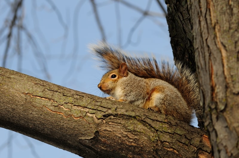 Think Squirrels are Adorable? Think Again! - One Man and a Lady Bug - Pest Control Calgary