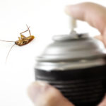 What to Consider When Hiring a Pest Control Company - One Man and a Lady Bug - Pest Control Company Calgary