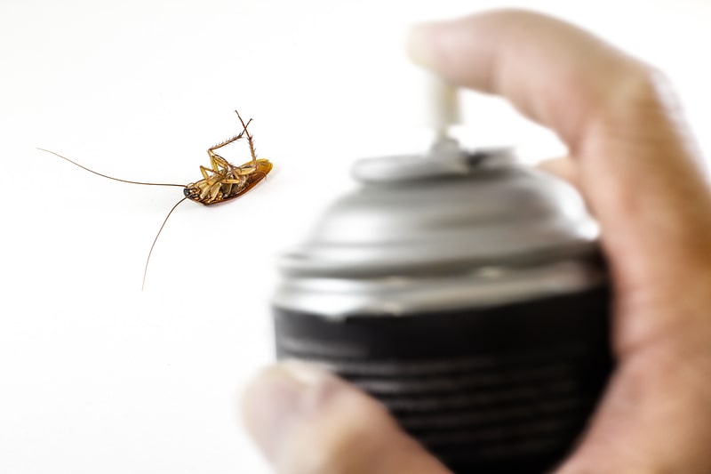 What to Consider When Hiring a Pest Control Company - One Man and a Lady Bug - Pest Control Company Calgary