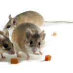 Should You Try DIY Rodent Removal? - One Man and a Lady bug - Pest Control Calgary